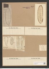 Surirella gemma Ehr. (de-Toni-Nr.: Genus 53, Species 2247) Zeichnungen Sammlung Grunow Nr. 4676 (NHMW-BOT-W0372747)